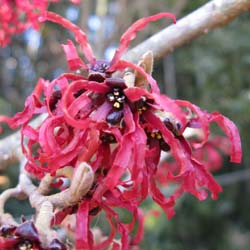 Japanese Witch Hazel 'Diane'